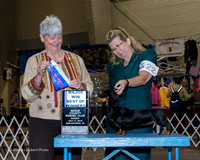 Dachshund Smooth #22 Sun Maj BOW Senff Syndy Judge Anne Katona