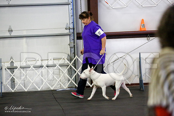 _JJ_2334-BullTerrierAzilApr2016-HR3