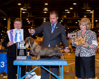 Dachshund Wirehaired #11 Wed BOW Ray Shirley Agent Adam Peterson Judge Peggy Lloyd