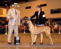 Great Dane #8 Sat WB Vera Angela & Tammy Smith & Zee Strate Agent David M Harper Judge Mr Arley D Hussin
