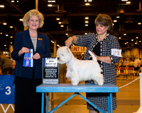 West Highland White Terrier #23 Wed Maj BOW Cross Mary and jim cross and diann moses and jaimi Goldek Judge vicki abbott