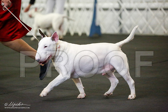 _JJ_1494-BullTerrierAzilApr2016-HR3