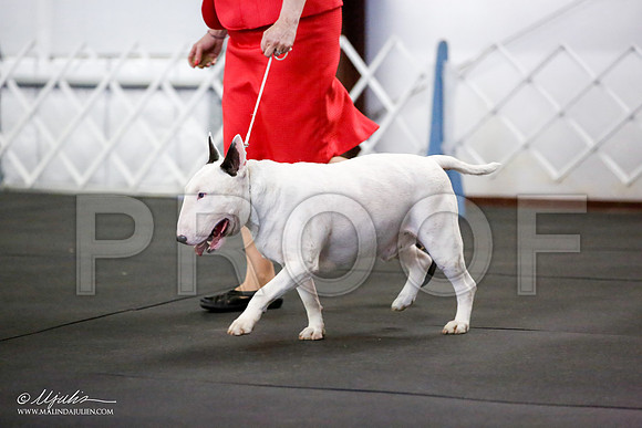 _JJ_1382-BullTerrierAzilApr2016-HR3