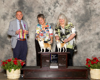 Chihuahua #11 & #5 Sat BOV Mcswain Paula L JudgeDesmond Murphy