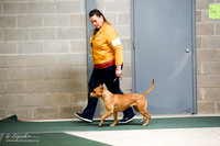 American Pit Bull Terrier Sat S1 Ring