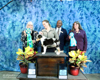 Miniature Austrailian Shepherd Sat BIS Bred By Puppy : RBIS Bred By Puppy Heather Newton Judges M Napper J Bitter IABCA FW Sep 2013