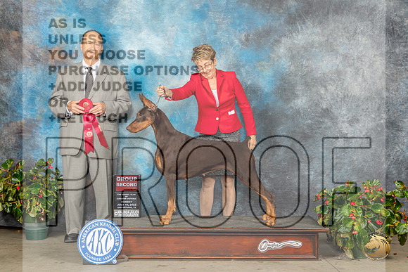 Doberman Pinscher #16 Sun G2 Judge Jay RichardsonMJP_0227_SA2023_HR3