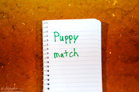 Puppy Match Sun Ring