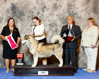 Alaskan Malamute #28 Wed G2 Schireman Amber Judge Marion Kidd