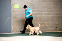 Soft Coated Wheaten Terrier Sat S1 Ring