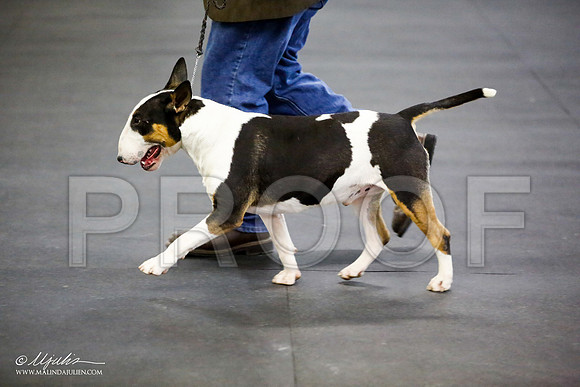 _JJ_2884-BullTerrierAzilApr2016-HR3