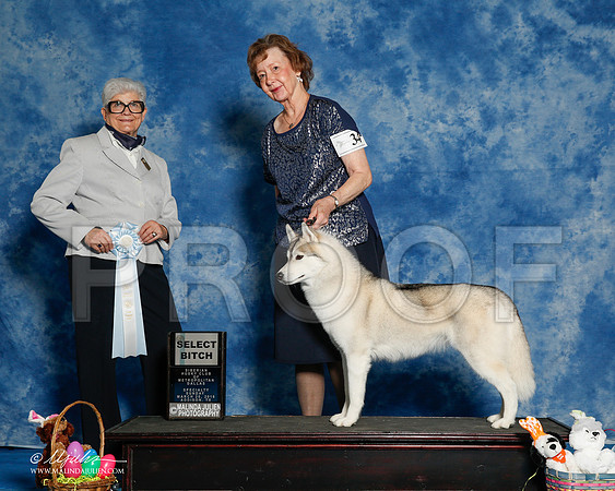 _R1_8268-2-HuskySltyMar2016-HR3