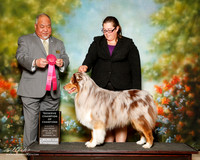 Australian Shepherd Sat S1 Reserve champ of Champs Carol Harvey-2