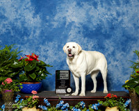Labrador Retriever #39 Fri Nov B NT Clipp Brennan Judge Rick Garvin
