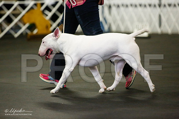 _JJ_1352-BullTerrierAzilApr2016-HR3