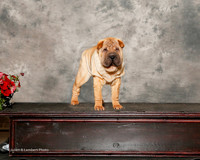 Chinese Shar Pei #? Sat Custom Lisa McDaniel RESHOOT