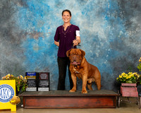 Dogue de Bordeaux #5 Sun BOBOHBOB Judge Grace Fritz