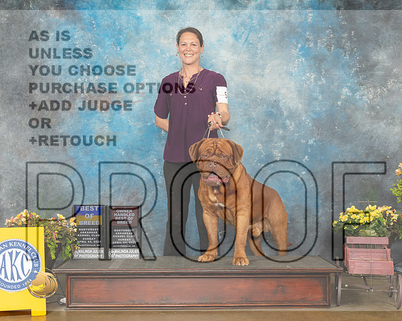 Dogue de Bordeaux #5 Sun BOBOHBOB Judge Grace Fritz-MMJ_1600-NWARK2022-HR3