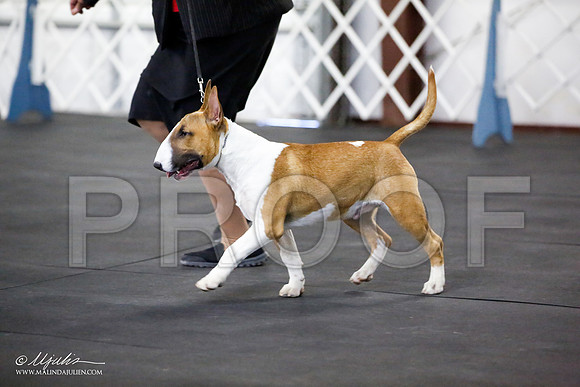 _JJ_3935-BullTerrierAzilApr2016-HR3