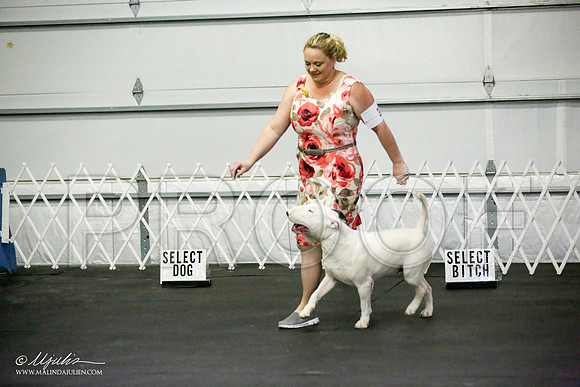 _JJ_1300-BullTerrierAzilApr2016-HR3