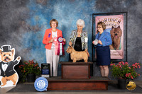 Norwich Terrier #15 Sat AOM Judge Cathy Thompson-Morgan
