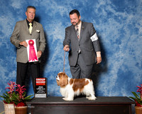King Charles Spaniel #9 Sun G2 Henry Bruce and Shirley Agent Clint Livingston Judge Bart Miller