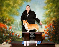 Pembroke Welsh Corgi Sun Reserve Best Female Kim Berlie