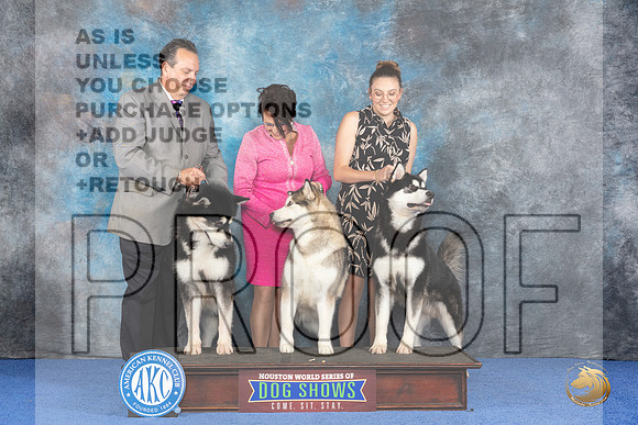 CUSTOM Alaskan Malamute WED Judge Jon Cole__JP_7361_Houston_2024_HR3