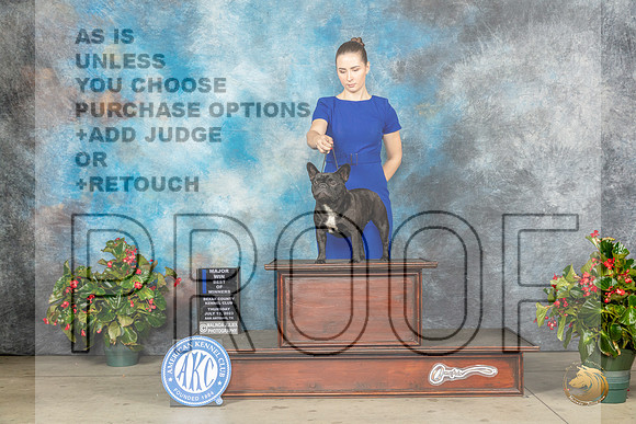 French Bulldog #44 Thu WBBOWM Judge Helene NietschMJP_7053_SA2023_HR3