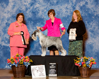 Standard Schnauzer #5 Fri AOM Pope Renee E and James E Pope Jr Judge Nikki Riggsbee