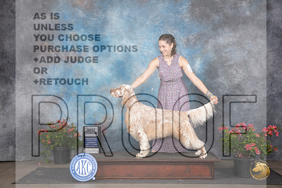 English Setter #J600 Sat BJr Judge Elizabeth ‘Beth’ Sweigart__JP_5215_San Antonio_2024_HR3