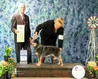 Australian Cattle Dog #10 Thurs G3 Lorri Hilt Agent Susan Taylor Judge J Gregory Amarillo Sep 2013