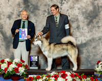 Alaskan Malamute #44 Fri Maj WB Johnson Delicia C Judge Mr Ronald H Menaker