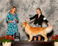 Golden Retriver #7 Sat WD Sherry Pamela and Richard and B Bischoff and R Tepera Agent Brianna Bischoff Judge Marla Doheny