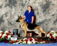 German Shepherd Dog #27 Sat NC Maj BOW Moore Quarles Catherine and Amy Padget