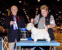 West Highland White Terrier #22 Sun BOW Mcguire Kay DVM Bebe Pinter & Linda Wible Judge Mr Robert J Shreve