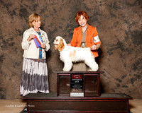 Cocker Spaniel Parti Color #5 Sat BOS Gordon Karen and MAry Napper Judge Peggy Beisel McIlwaine