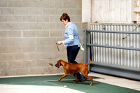 Redbone Coonhound Sat S1 Ring