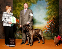 Bullmastiff #5 Sun OH G2 Brubaker Cheryl and Timothy Judge Ruth Ronrbach