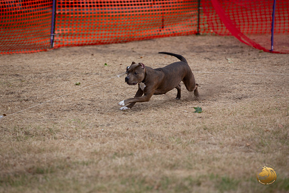American Pittbull Terrier Percision Coursing Sat Longview WA 2024_JJL_3727_Longview WA_2024_HR3