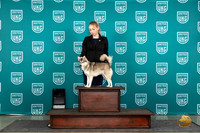 Alaskan Klee Kai #123 See note