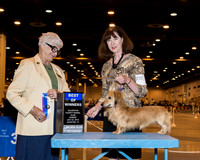 Dachshund Longhaired #5 Sun BOW Hilburn Elizabeth Judge Mrs Murrel Purkhiser