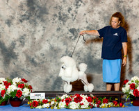 Miniature Poodle #? Sun Custom Daen Zuck