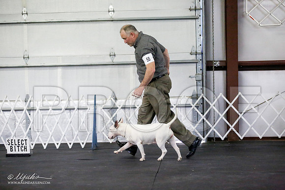 _JJ_3667-BullTerrierAzilApr2016-HR3