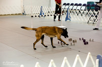 Belgian Malinoi #59 Sat Opn B Ring Tracie Kolnsberg
