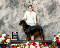 Rottweiler #18 Thurs SB NGC Erman Stanley Debbie