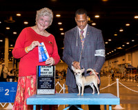 Chihuahua Smooth Coat #23 Sun BOW Maj Jensen Donna Agent Hiram Stewart Judge Mrs Joan M Zielinski