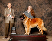 Leonberger #16 Sat SB West Teresa and Wendy Jones Judge Roger Hartinger