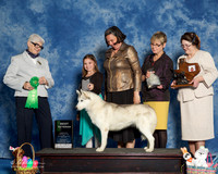 #58 Sun Best Vet Lisa Halpain Angie Lna Terri Galle Judge Murrel Purkhiser