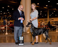 Beauceron #14 Sun BOW NC Maj Paul Victoria Judge Mr Harry H Schulman